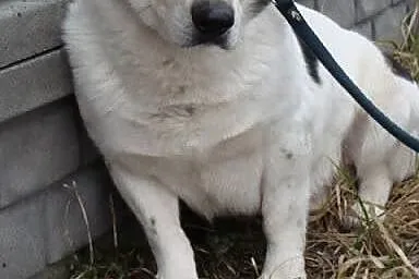 Dandi wiele wycierpiał z winy człowieka daj mu cie