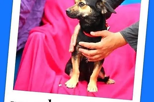 4 kg,przytulaśna,łagodna,.nakolankowa suczka KOLA.Adopcja,  łódzkie Łódź