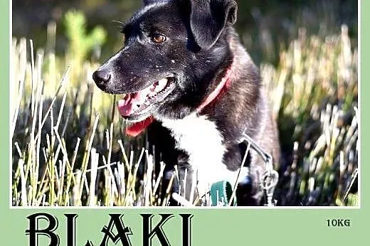 Tęskni za człowiekiem,mały 10kg,łagodny,jamnikowaty piesek BLAKI.Adopcja,  dolnośląskie Wrocław