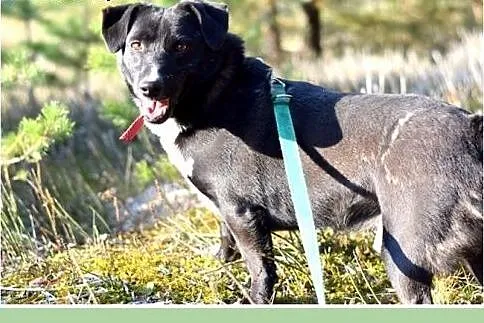 Tęskni za człowiekiem,mały 10kg,łagodny,jamnikowat