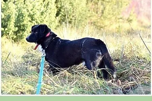 Tęskni za człowiekiem,mały 10kg,łagodny,jamnikowat