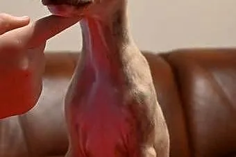 Whippet Chart Angielski