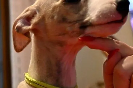 Whippet Chart Angielski, Śląskie, Aleksandria