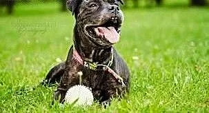 Zula czeka na swojego czlowieka, Amstaff cała Pol