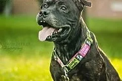 Zula czeka na swojego czlowieka,  Amstaff cała Pol