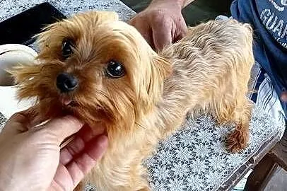 Reproduktor yorkshire terrier złoty, Śląskie, Harbułtowice