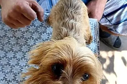 Reproduktor yorkshire terrier złoty, Śląskie, Harbułtowice