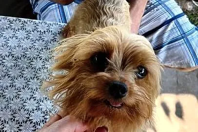 Reproduktor yorkshire terrier złoty, Śląskie, Harbułtowice