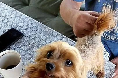 Reproduktor yorkshire terrier złoty, Śląskie, Harbułtowice
