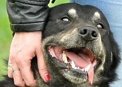 MIŚKI\-cudowny, przemiły, bardzo kochany psiak - przytulak prosi o dom, adopcja, Małopolskie, Kraków