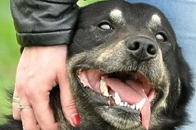 MIŚKI\-cudowny, przemiły, bardzo kochany psiak - przytulak prosi o dom, adopcja, Małopolskie, Kraków