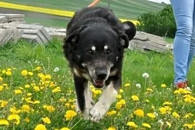 MIŚKI\-cudowny, przemiły, bardzo kochany psiak - przytulak prosi o dom, adopcja, Małopolskie, Kraków
