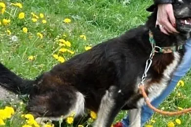 MIŚKI\-cudowny, przemiły, bardzo kochany psiak - przytulak prosi o dom, adopcja, Małopolskie, Kraków
