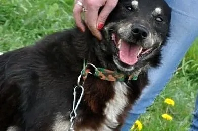 MIŚKI\-cudowny, przemiły, bardzo kochany psiak - przytulak prosi o dom, adopcja, Małopolskie, Kraków