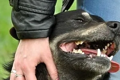 MIŚKI\-cudowny, przemiły, bardzo kochany psiak - przytulak prosi o dom, adopcja, Małopolskie, Kraków