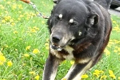 MIŚKI\-cudowny, przemiły, bardzo kochany psiak - przytulak prosi o dom, adopcja, Małopolskie, Kraków
