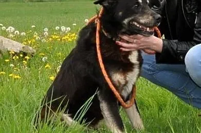 MIŚKI\-cudowny, przemiły, bardzo kochany psiak - przytulak prosi o dom, adopcja, Małopolskie, Kraków