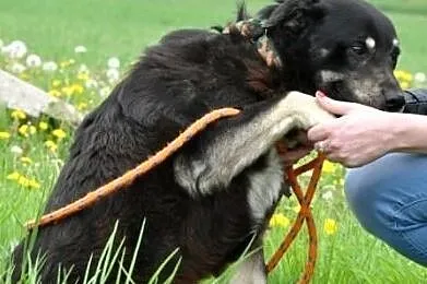 MIŚKI\-cudowny, przemiły, bardzo kochany psiak - przytulak prosi o dom, adopcja, Małopolskie, Kraków