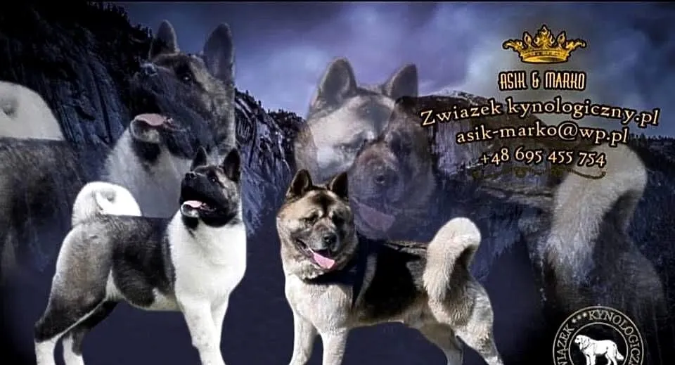 Akita Amerykańska, Lubuskie, Gorzów Wielkopolski