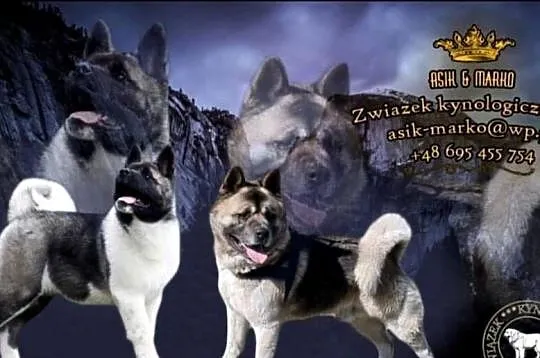 Akita Amerykańska, Lubuskie, Gorzów Wielkopolski