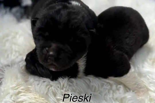 Akita Amerykańska, Lubuskie, Gorzów Wielkopolski