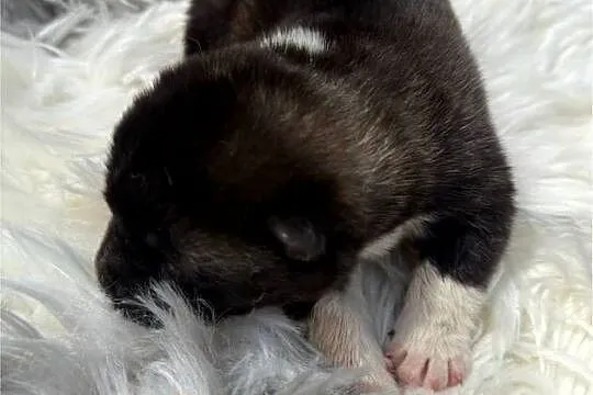Akita Amerykańska, Lubuskie, Gorzów Wielkopolski