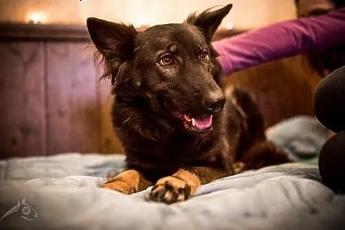 Miłka - urocza młoda sunia - do adopcji,  lubelski