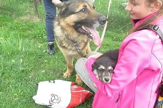 Maleńki niedźwiadek szuka domku,  mazowieckie Wars