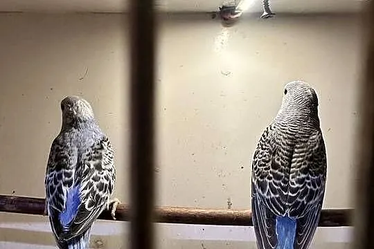 Papużki faliste ręcznie karmione, Małopolskie, Zasań