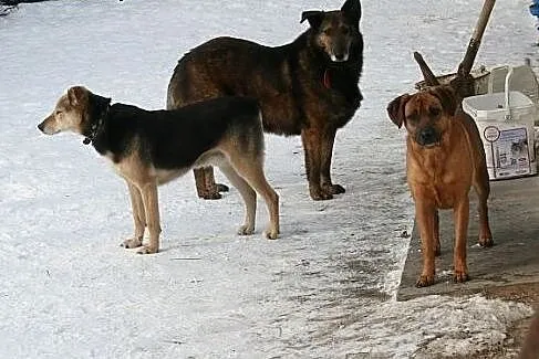 Astra - prawdziwa psia dama w typie owczarka colli