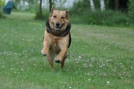 Sunia o charakterze labradowa,  małopolskie Kraków