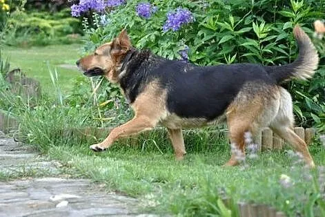 Sunia o charakterze labradowa,  małopolskie Kraków