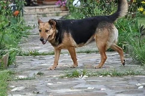 Sunia o charakterze labradowa,  małopolskie Kraków