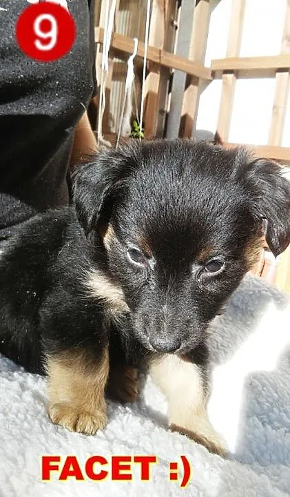 Malutki piesek do adopcji!!! , mazowieckie Warsza