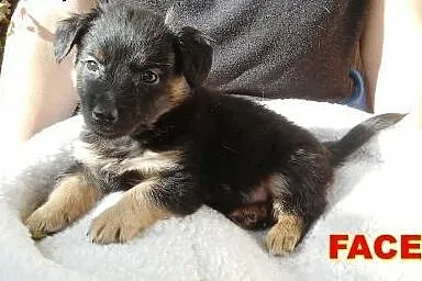 Malutki piesek do adopcji!!! ,  mazowieckie Warsza