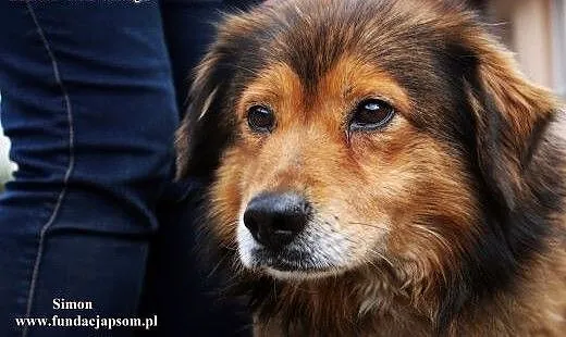 Simon - delikatny i lekko nieśmiały , mazowieckie