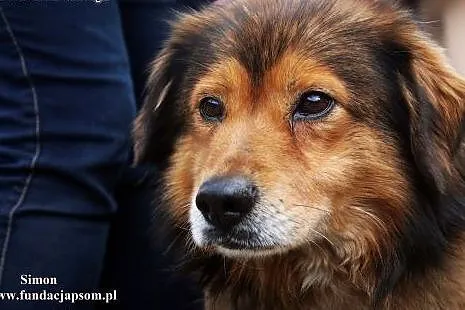 Simon - delikatny i lekko nieśmiały ,  mazowieckie
