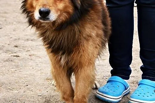 Simon - delikatny i lekko nieśmiały ,  mazowieckie