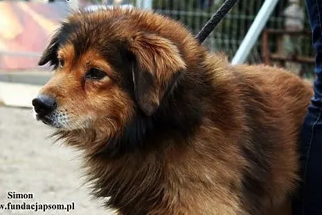 Simon - delikatny i lekko nieśmiały ,  mazowieckie