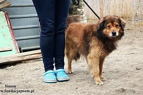 Simon - delikatny i lekko nieśmiały ,  mazowieckie
