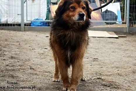 Simon - delikatny i lekko nieśmiały ,  mazowieckie