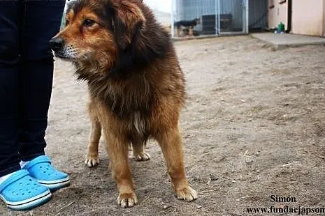 Simon - delikatny i lekko nieśmiały ,  mazowieckie