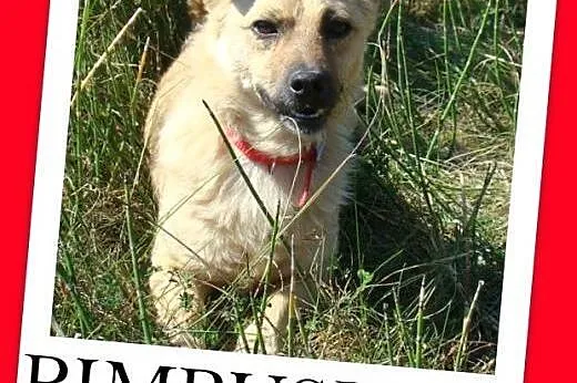 7 kg,nakolankowy,łagodny,przyjazny piesek PIMPUŚ.Adopcja,  dolnośląskie Wrocław