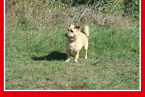 7 kg,nakolankowy,łagodny,przyjazny piesek PIMPUŚ.A