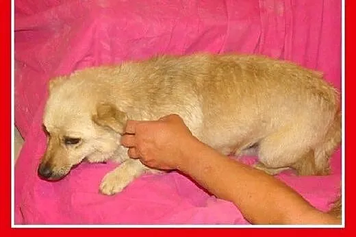 7 kg,nakolankowy,łagodny,przyjazny piesek PIMPUŚ.A