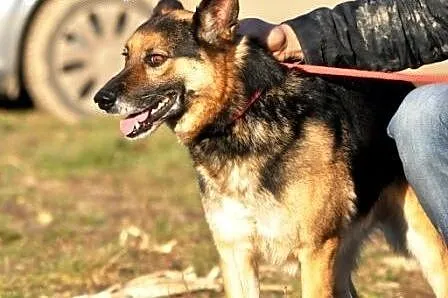 TUNISEK-wspaniały, piękny psiak w typie owczarka s