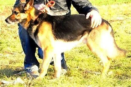 TUNISEK-wspaniały, piękny psiak w typie owczarka s