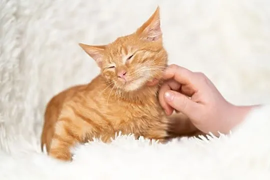 6 miesięczna ruda piękność - Elmo szuka domu!