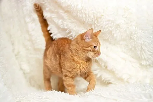 6 miesięczna ruda piękność - Elmo szuka domu!