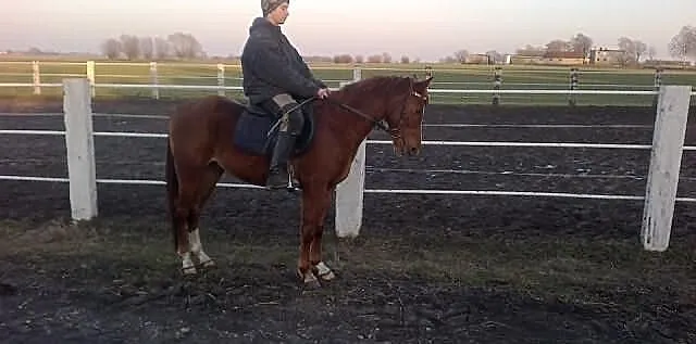 ARON kasztan 5 lat 147 cm